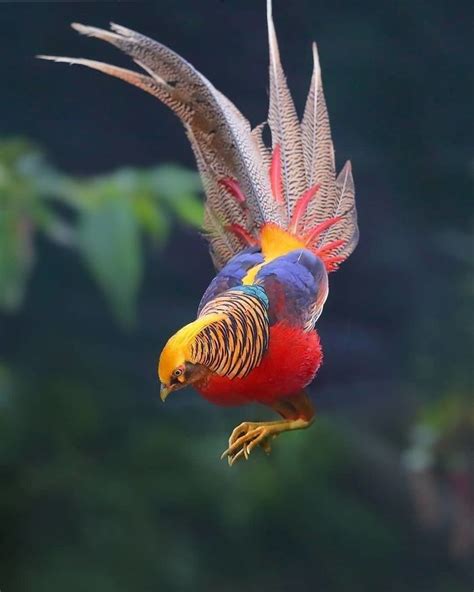 Stunning And Unique Looking Birds 39 Pics Beautiful Birds Most
