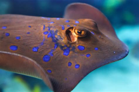 Free Images Water Ocean Ray Animal Diving Underwater Tropical