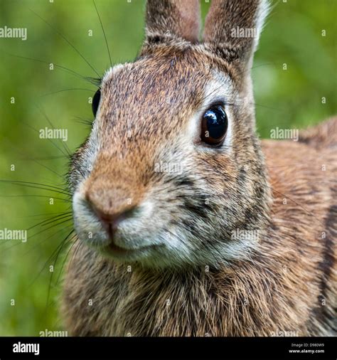Collection 105 Pictures Photos Of Rabbits In The Wild Full Hd 2k 4k