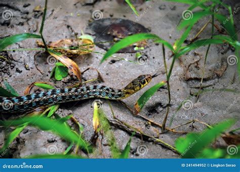 Closeup Of A Snake Crawling On The Surface Venomous Serpent Slithering