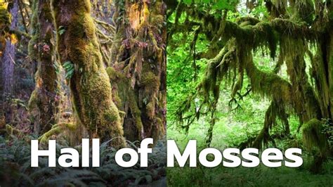 Hall Of Mosses