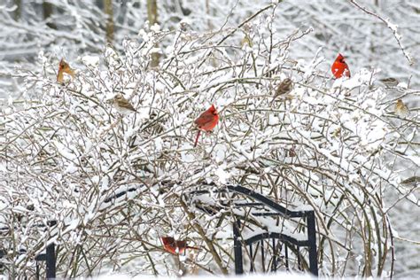 Male And Female Cardinals Perched Together On A Snowy Bush Stock Photo