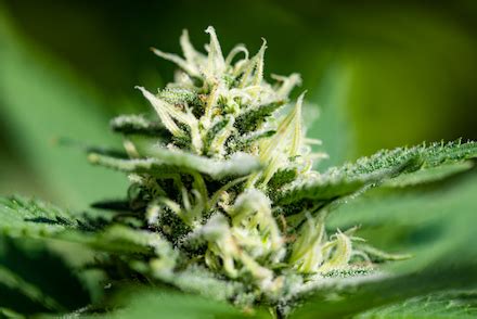 Cooler temperatures create more potent, flavourful, and aromatic cannabis flower. 10 Best Nutrients For Flowering Stage & Why