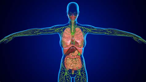 How Do The Lymphatic Vessels Help Maintain Fluid Balance In The Body