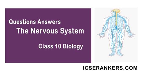 Selina Concise Ch 8 The Nervous System Icse Solutions Class 10 Biology