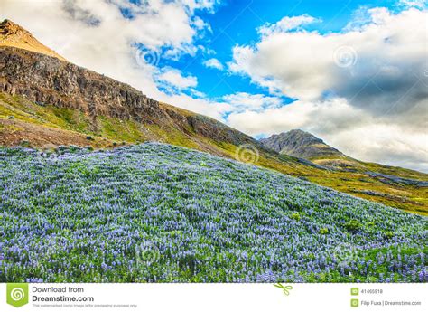 Lupin And Mountains Stock Photo Image Of Green Fjord 41465918