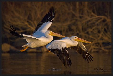 White Pelican Pair Sunset Flight Ron Day Photography