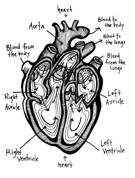 Heart Anatomy Drawing