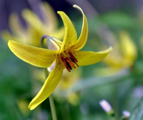 Use Our Ultimate Guide To Spring Wildflowers In West Virginia West