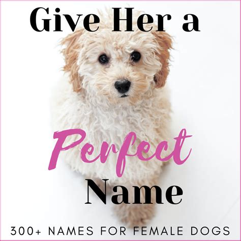 300 Unique Female Dog Names By Category Pethelpful