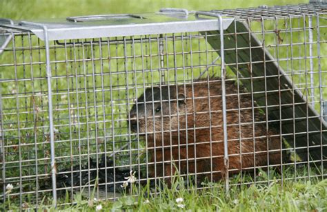 After that, you should take it to a local wildlife removal authority so that they can release the groundhog in a safe habitat. 5 Best Groundhog Traps in 2020: Effective & Durable Models