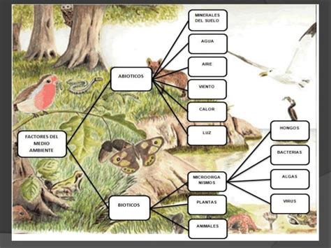 Factores Bioticos De La Selva Tropical Slingo