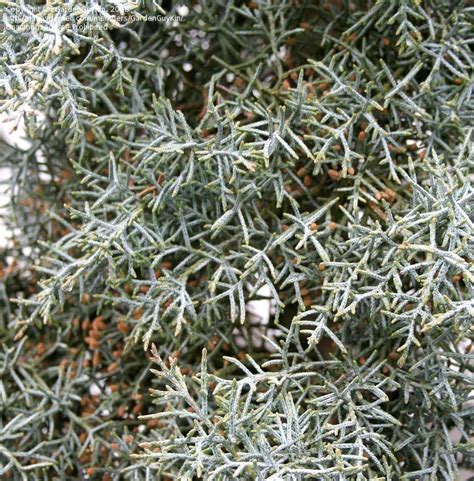 Plantfiles Pictures Cupressus Arizona Cypress Smooth Cypress Blue