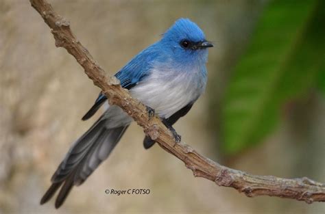 African Bird Club