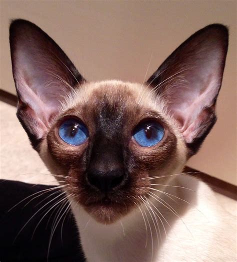 Beautiful Seal Point Siamese Kitten Lily Bug Siamese Kittens Cats And