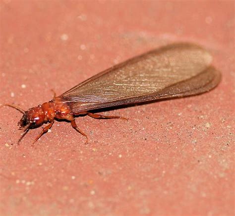 Winged Termite Termites Info