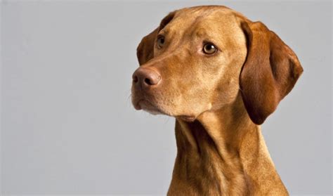 20 Things Only Vizsla Owners Would Understand