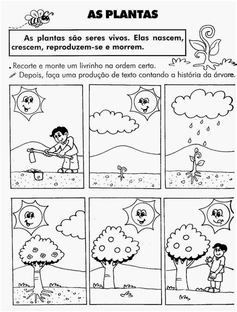 Ciclo De Vida Da Planta Educação Infantil
