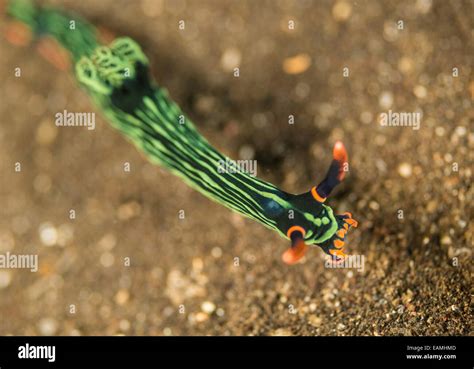 Green Nudibranch Hi Res Stock Photography And Images Alamy