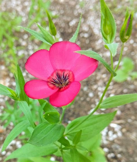 Scarlet Flax Crimson Flax Red Flax Linum Grandiflorum Rubrum Flower