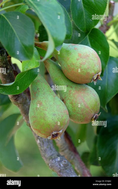 Doyenne Du Comice Pears Growing On The Tree In The Uk Stock Photo Alamy