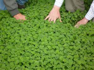 Subterranean Clover Agriculture And Food