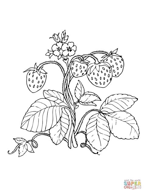 Red Strawberries Coloring Pages Tangle Art Free Coloring Pages