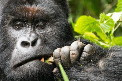 Interesting Facts About Gorillas Ultimate Guide To Everything