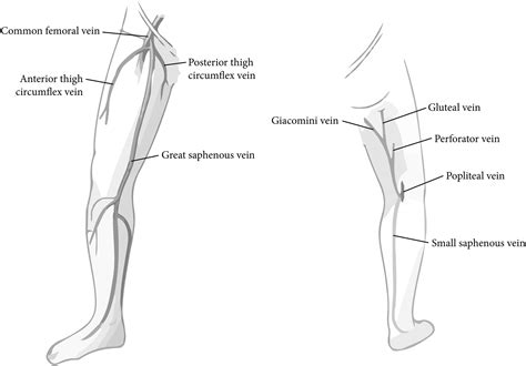 Anatomy And Physiology Of The Lower Extremity Deep And Superficial