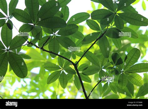Canopy Of Leaves Hi Res Stock Photography And Images Alamy