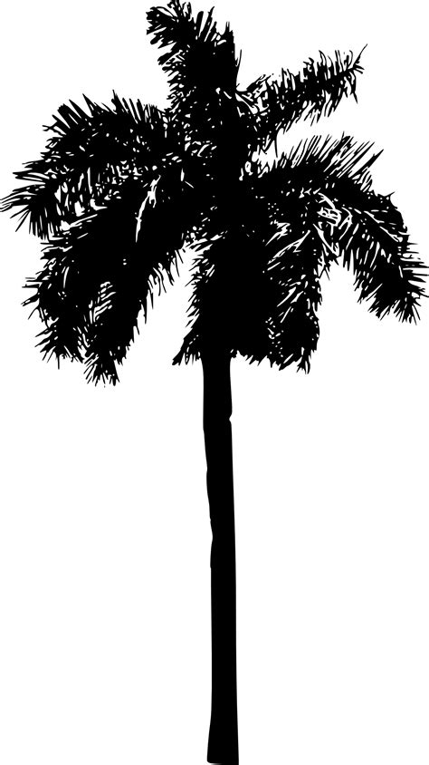 15 Palm Tree Silhouettes Png Transparent Background
