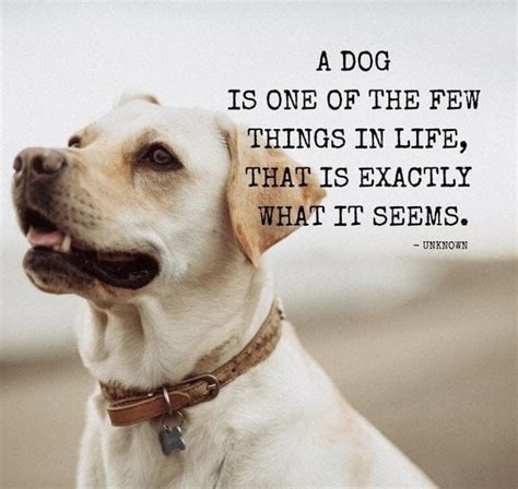 Will Best Dog S Best Friend Quotes About Life
