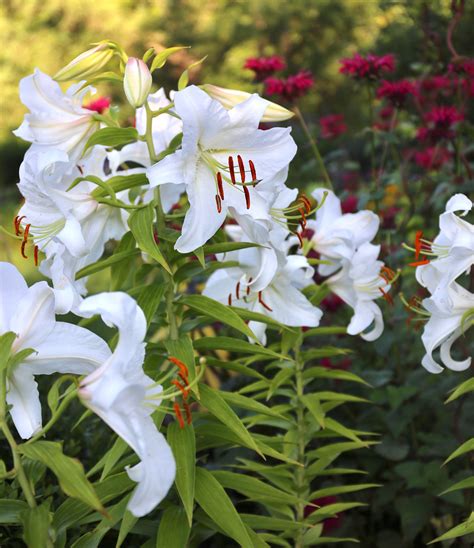 Top Lilies For Your Flower Garden Longfield Gardens
