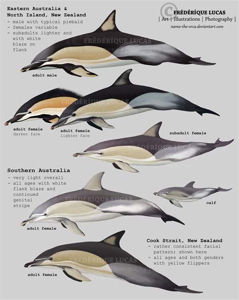 Pin By Steven Fras On Dolphins Common Of Australia And New Zeland