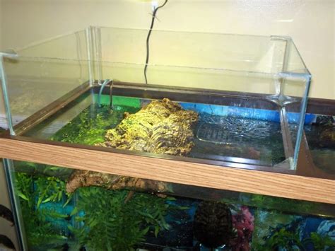 View Topic Post Your Basking Area Pictures Here