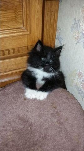 We did not find results for: Adorable Maine Coon/Manx kittens for Sale in Bellview ...