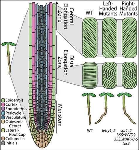 1 Arabidopsis Root Tip Cortical Microtubule Arrangements And Helical