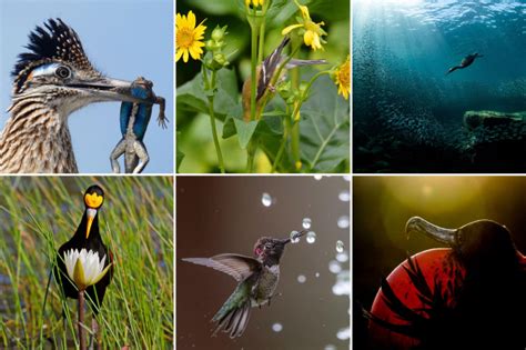Winners Of The Audubon Photography Awards Birding Wire