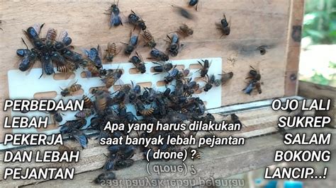 Perbedaan Lebah Pekerja Dan Lebah Pejantan Drone Lebah Apis Cerana