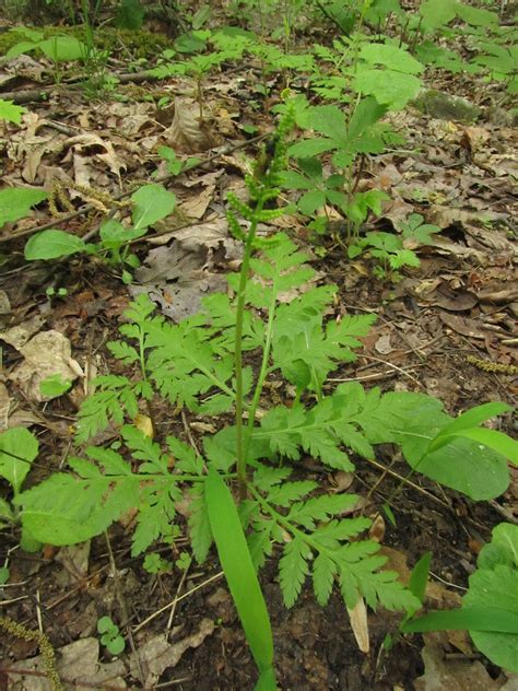 South Mountain Naturalist