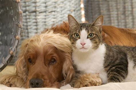 12 Of The Most Cat Friendly Dog Breeds According To Experts And Owners