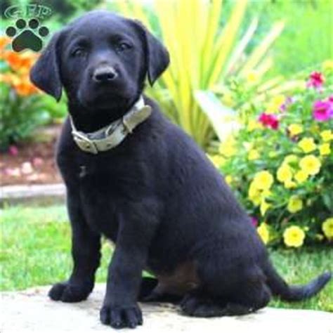 Find lab puppies in canada | visit kijiji classifieds to buy, sell, or trade almost anything! Black Labrador Puppies For Sale In PA | Greenfield Puppies