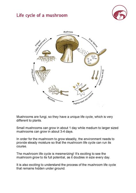 Mushroom Life Cycle Explained Danilo Guinn
