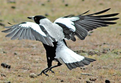 We find out more about this terrible start to the fire season and how some kids are getting ready for the hot weather to come. SUPER ANIMAL: Magpie