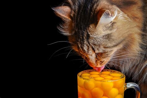 Unlike dogs, domestic cats are not used to eating anything but fresh meat. Can Cats Eat Eggs? - Petsoid