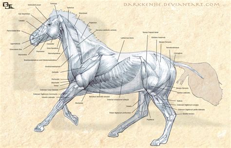Horse Muscles Anatomy By Darkkenjie On Deviantart