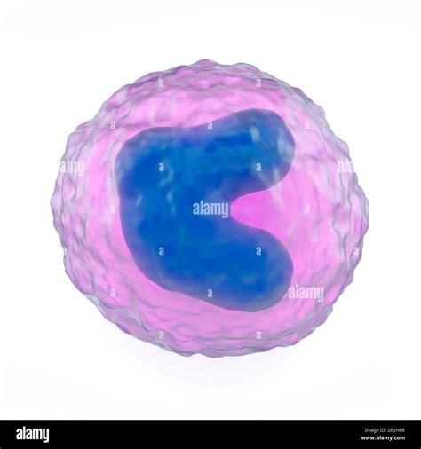 Monocyte White Blood Cell Artwork Stock Photo 65211015 Alamy