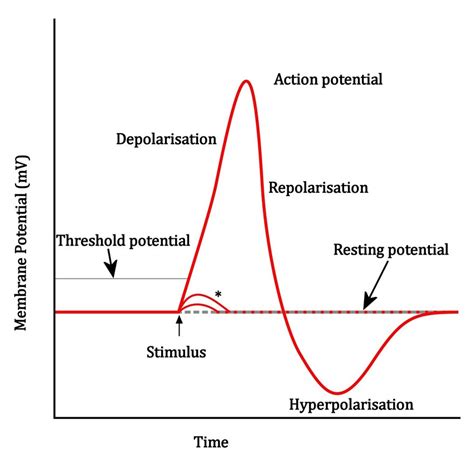 1 Schematic Diagram Of An Individual Neuronal Action Potential