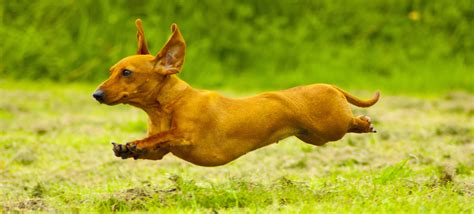 Which Breed Of Puppy Looking At Dachshunds The Happy Puppy Site