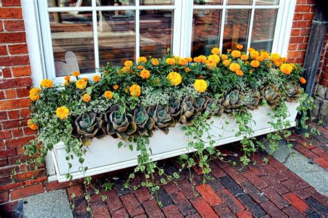 How To Have Beautiful Window Boxes Tips And Advice New England